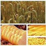 Blé. Culture au Maroc