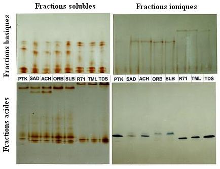 cereal identification by peroxidase isoforms  