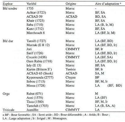 cereal varieties in Morocco