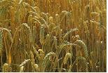 céréales, bases des produits alimentaires