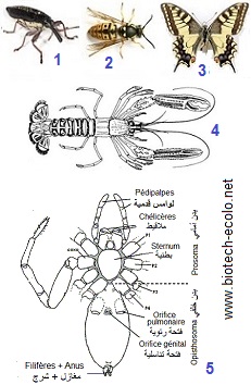 coleoptères. Biologie, Français, Arabe, termes, علوم الحياة , مفرات , عربية , فرنسية