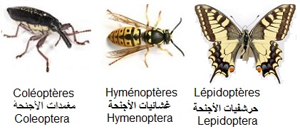 Coléoptères (glossaire biologie)