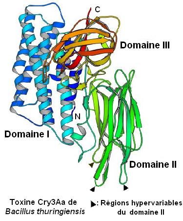 protéines. toxine cry