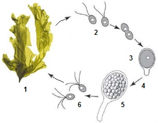 Cycle haplobiontique
