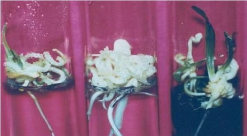 date palm embryos