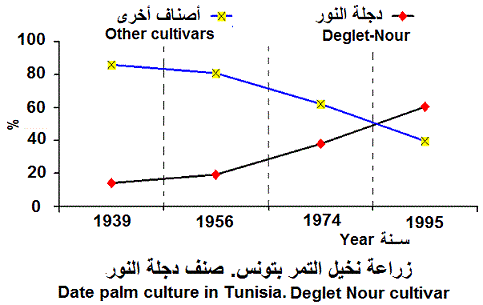 Palmier dattier. Deglet Nour et autres cultivars