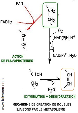 désaturase et ac. gras