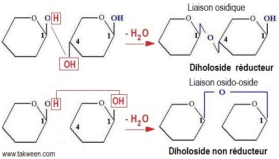 Diholoside