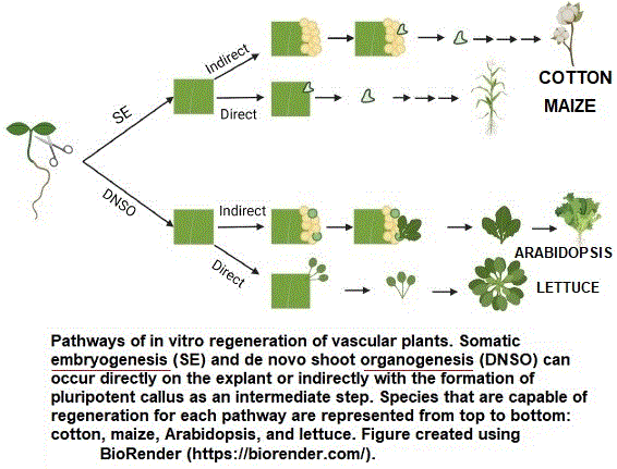 embryogenesis