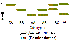 endopeptidases