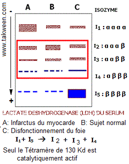 LDH isozymes