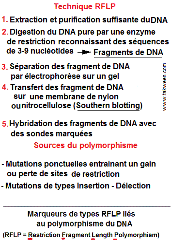 marqueurs moléculaires RFLP