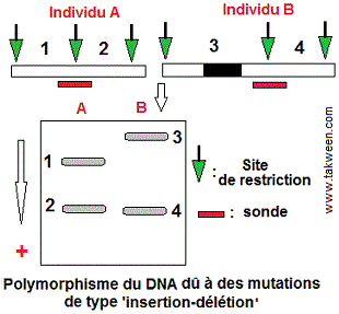 Mutation ADN. Insertion-délétion