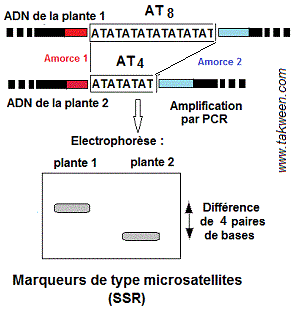 Microsatellites