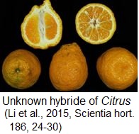  Hybride oranger x mandarinier