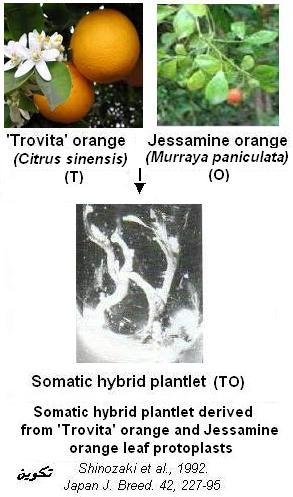 Oranger. Protoplastes