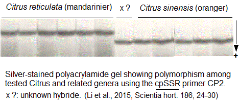 Citrus reticulata x Citrus sinensis, SSR (microsatellites)