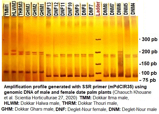 Dokkars du palmier dattier. microsatellites