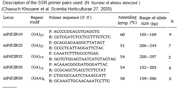 ssr primers date palm