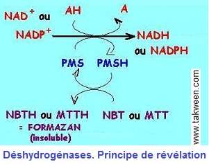 Déshydrogénases