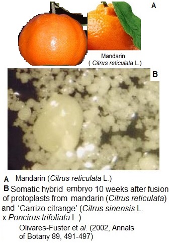 Protoplastes Mandarinier-Citrange