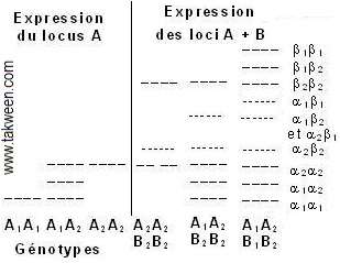 Isozymes hétéromériques