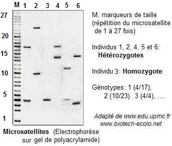 Microsatellites: genotypes
