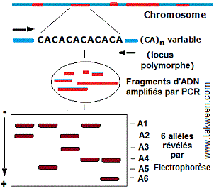 Microsatellites. Allèles