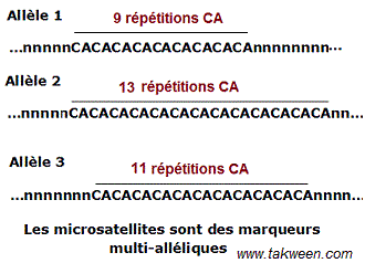 Microsatellites multialléliques