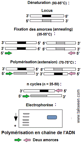 Polymérisation en chaîne de l'ADN