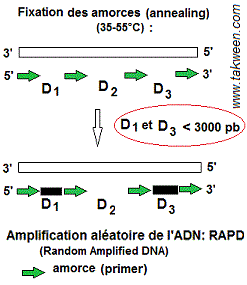 Random Amplified DNA