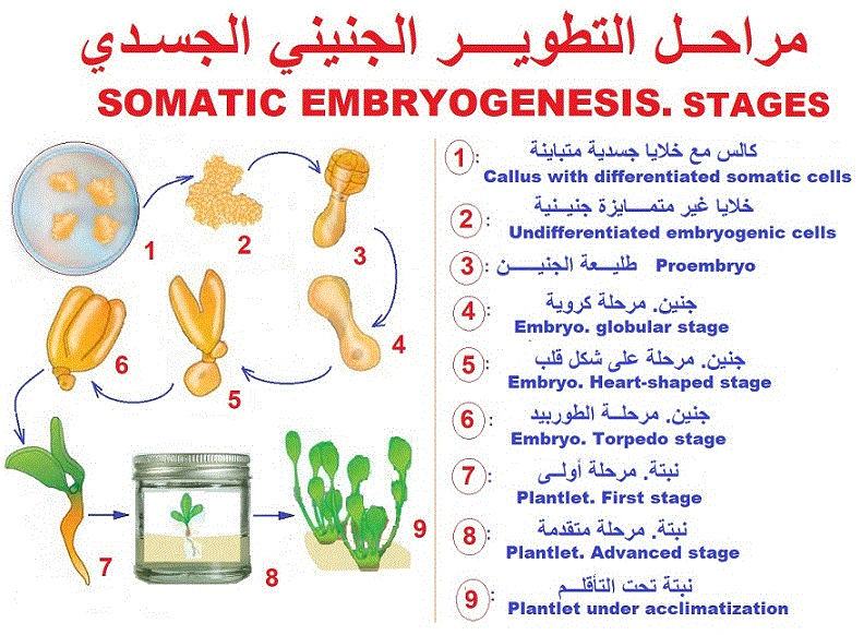 embryogenèse somatique, étapes