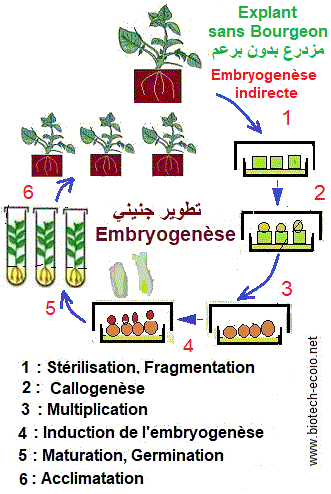 Embryogenèse