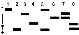 monomère