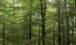 forêts