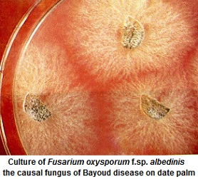 Fusarium oxysporum f.sp. albedinis. Culture