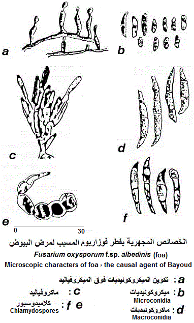 Fusarium oxysporum f.sp. albedinis. Forms