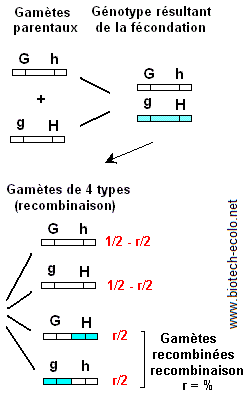 gamètes. Recombinaison, diversité génétique