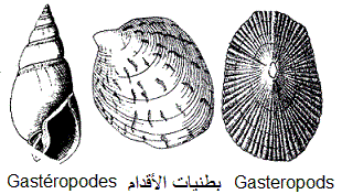 Gasteropods