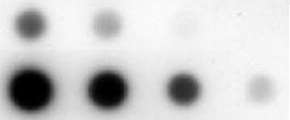 DNA dot-blot