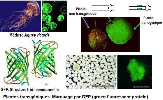 FGP, green fluorescent protein