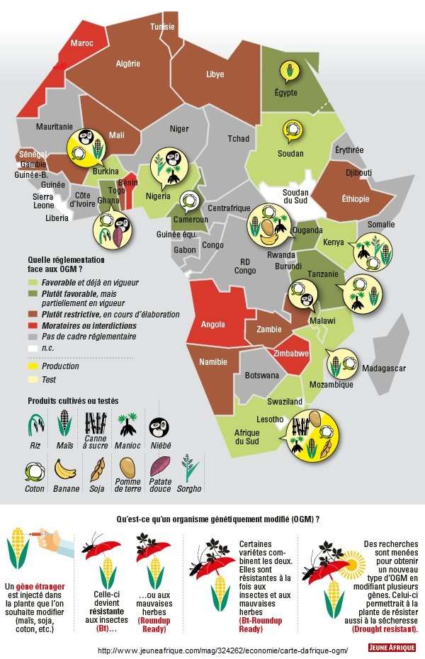 Afrique. OGM