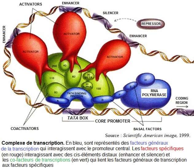 Gène. RNA polymerase, promoteurs, activateur, represseur, enhancer