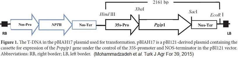 t-dna