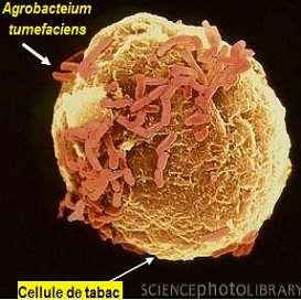 Cellule avec la bactérie A. T