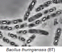 Bacillus turingiensis (BT)