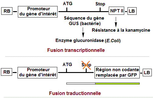 Gènes. Fusions transcriptionnelle, traductionnelle