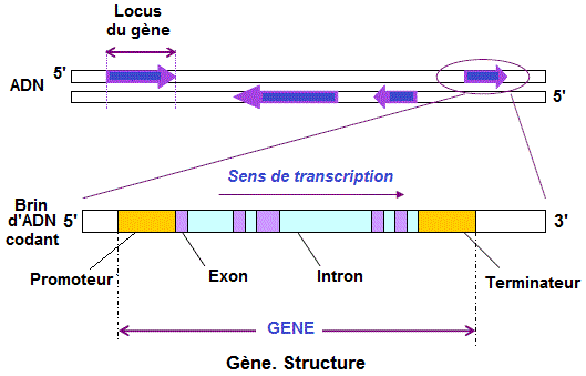 Gène (gene). Organisation