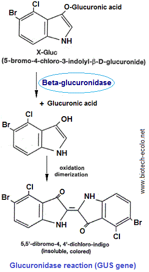 Glucuronidase