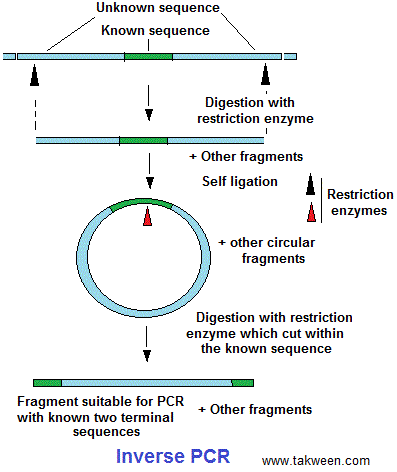 Inverse PCR